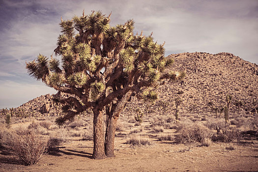 干燥地带,约书亚树,加利福尼亚,美国