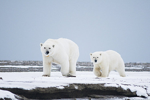 北极熊,母熊,幼兽,走,觅食,冰冻,向上,岛屿,区域,北极圈,国家野生动植物保护区,阿拉斯加