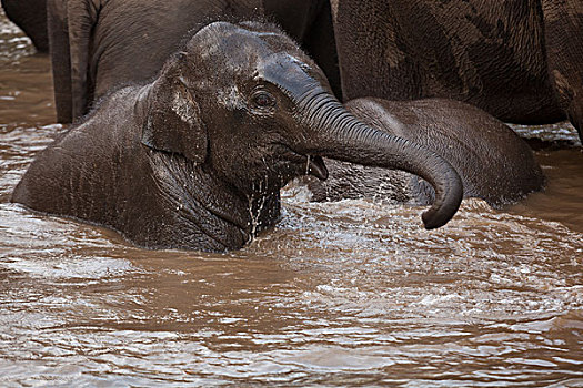 亚洲象,班德哈维夫国家公园,印度