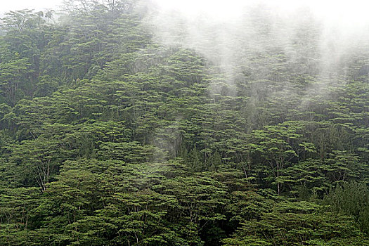 雾气,下降,树林,山,区域,斯里兰卡,七月,2007年