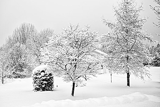 积雪,树,加拿大,安大略省