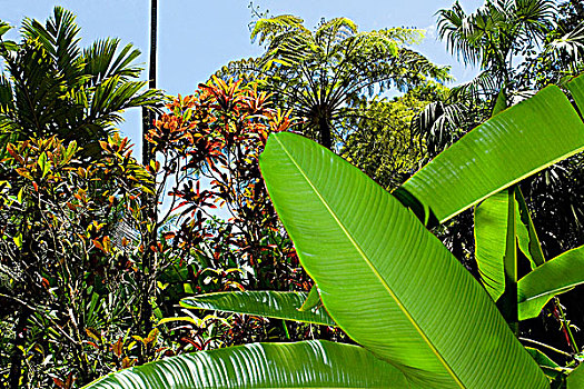 树,植物园,夏威夷热带植物园,夏威夷大岛,夏威夷,美国