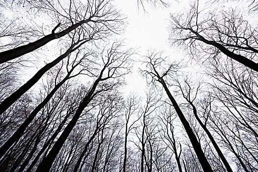 仰视,山毛榉,树林,冬天,奥登瓦尔德,黑森州,德国