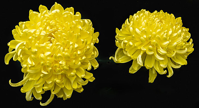 纯色背景花卉－菊花