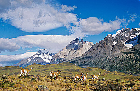 原驼,牧群,地标,背景,智利,驯服,喇嘛,羊驼