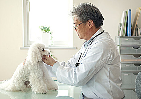 兽医,检查,白色,小狗,动物医院