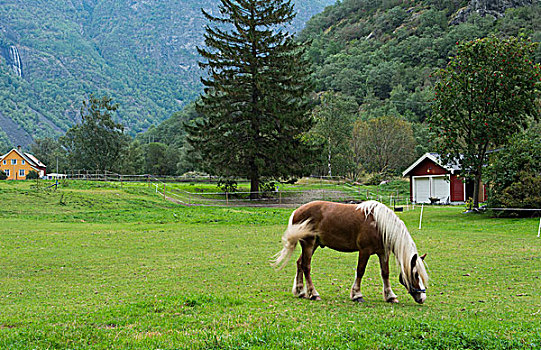 挪威,漂亮,马,农场,山,隔绝,绿色,地点