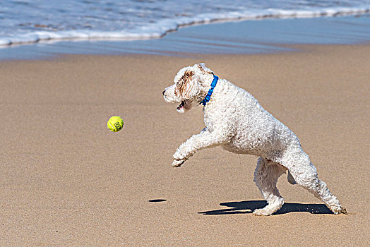 玩,球,海滩