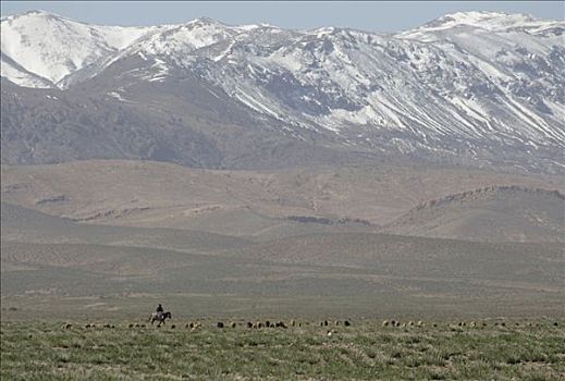 骑,牧民,牧群,高原,山峦,大阿特拉斯山,后面,摩洛哥