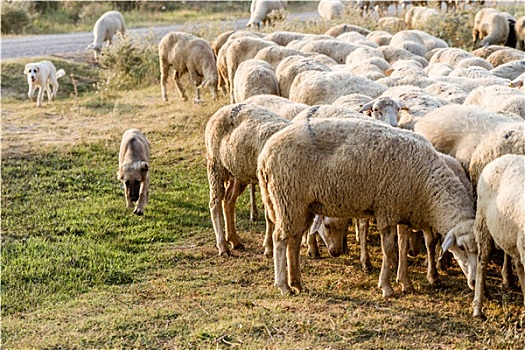 羊群,放牧