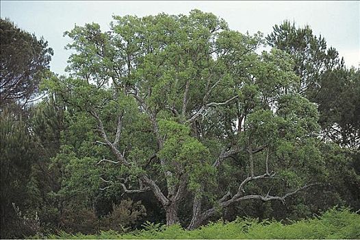 树,栓皮栎,国家公园,安达卢西亚,西班牙,欧洲