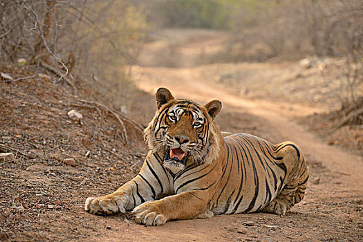 孟加拉,印度虎,虎,休息,林道,拉贾斯坦邦,国家公园,印度,亚洲
