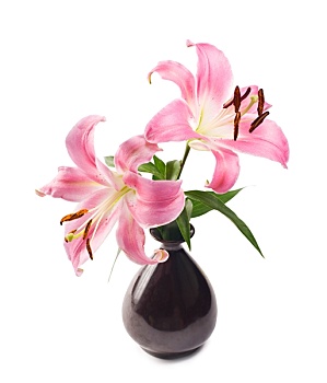 粉色,百合,黑色,陶器,花瓶