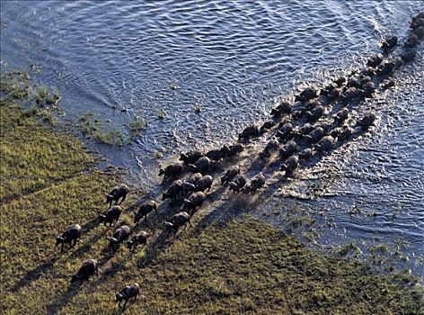 大,牧群,水牛,穿过,支流,奥卡万戈三角洲,西北地区,博茨瓦纳