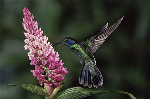 绿紫耳蜂鸟,蜂鸟,花蜜,兰花,蒙特维多云雾森林自然保护区,哥斯达黎加