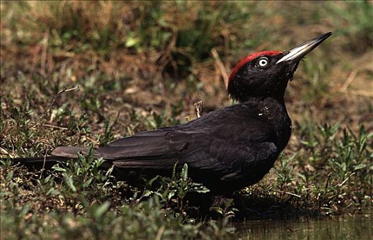 黑啄木鸟,欧洲