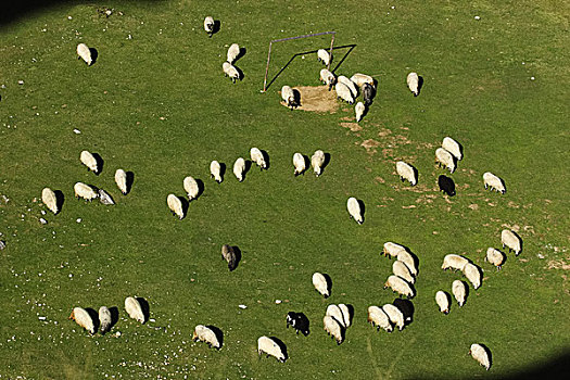 羊群,放牧,足球场