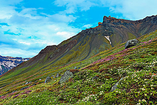 长白山天池高山花卉