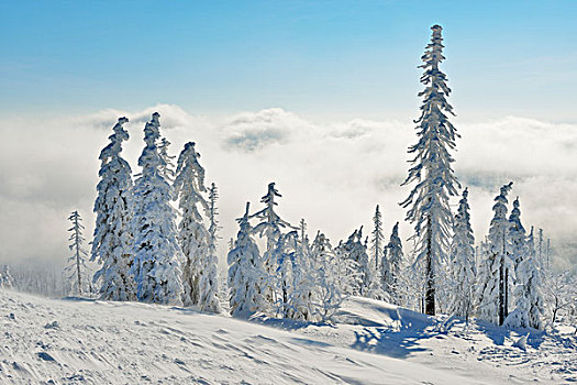 积雪,针叶树,树林,巴伐利亚森林国家公园,巴伐利亚,德国