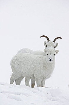 绵羊,白大角羊,母羊,羊羔,育空,加拿大