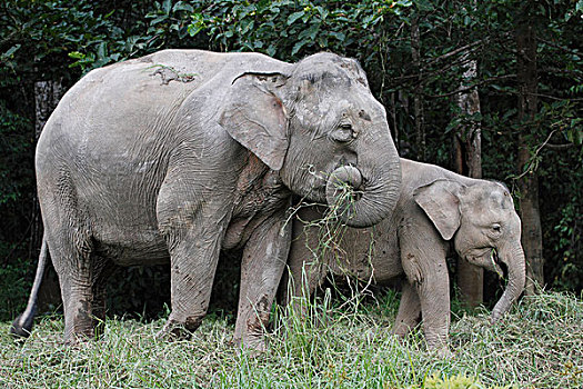 亚洲象,象属,吃草,马来西亚