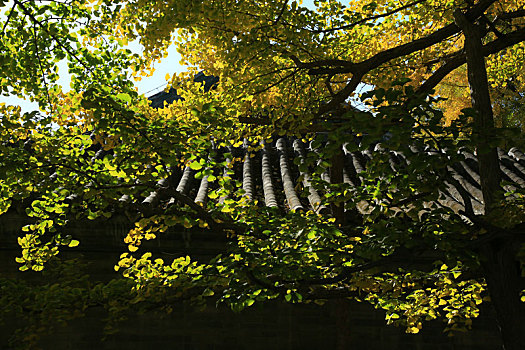 秋染大觉寺