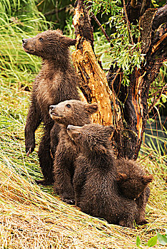 四个,棕熊,幼兽,排列,树,草,堤岸,布鲁克斯河,阿拉斯加,美国