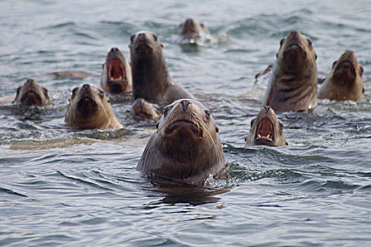 海狮,牧群,游泳,头部,威廉王子湾,阿拉斯加,冬天