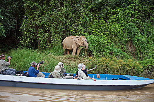 婆罗洲,俾格米人,大象,象属,喂食,旅游,看,京那巴丹岸河,马来西亚