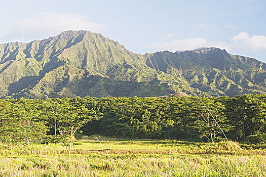 茂密,树林,山,背景,考艾岛,夏威夷,美国