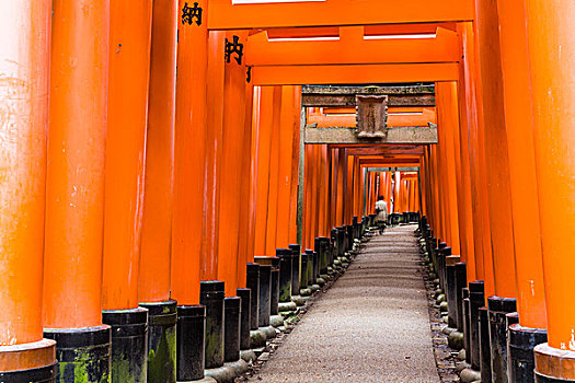 红色,大门,神社,京都,近畿地区,京都府,日本