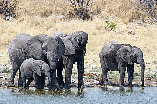四个,非洲象,成年,近成年,站立,饮用水,埃托沙国家公园,纳米比亚,非洲