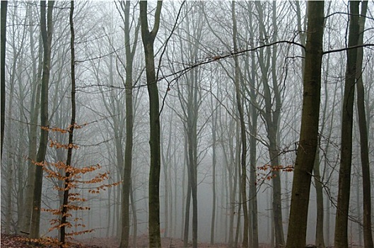 雾,冬天,树林