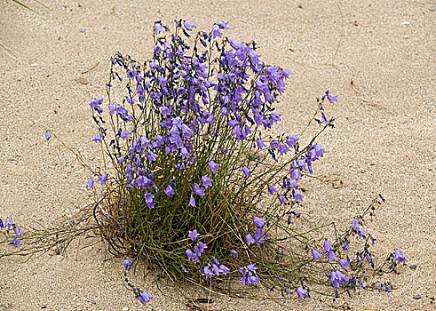 山小菜,蓝铃花,花,沙子,沙丘