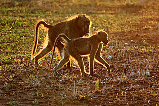 大狒狒,豚尾狒狒,动物,一对,逆光,日落,克鲁格国家公园,南非,非洲