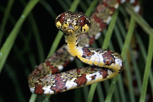 无毒蛇,蛇,特写,正面,雨林,哥斯达黎加