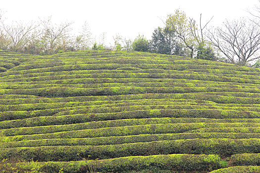 茶园,明前茶