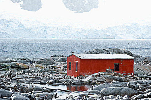 红色,建筑,围绕,企鹅,风景,海岸线,南极