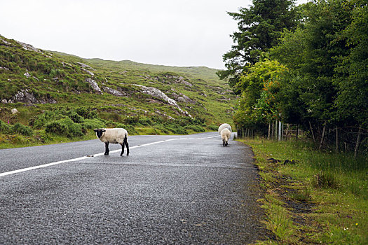 绵羊,放牧,途中,康纳玛拉,爱尔兰