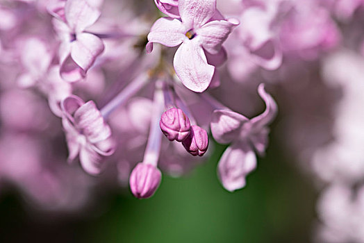 丁香花