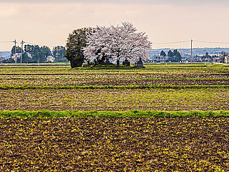 樱桃树,稻田,富山