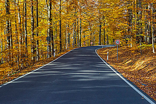 道路,风景,景色,路线,秋日树林,施佩萨特,弗兰克尼亚,巴伐利亚,德国