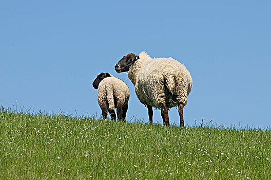 堤岸,绵羊,母羊,羊羔,东方,下萨克森,德国,欧洲