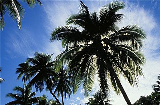 斐济,椰树,树,蓝天,云