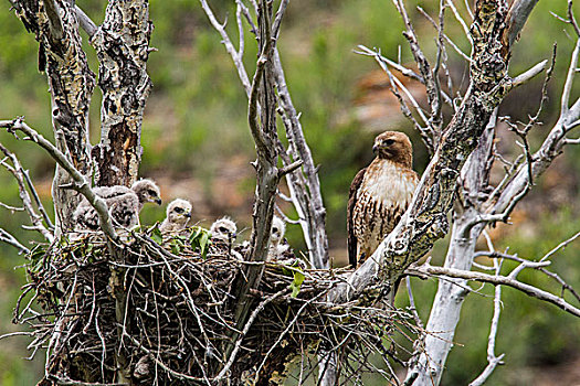 红尾鵟,四个,幼禽,鸟窝,靠近,蒙大拿,美国