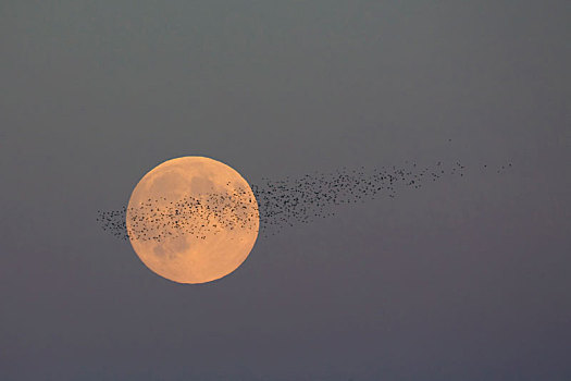 满月,八哥,紫翅椋鸟