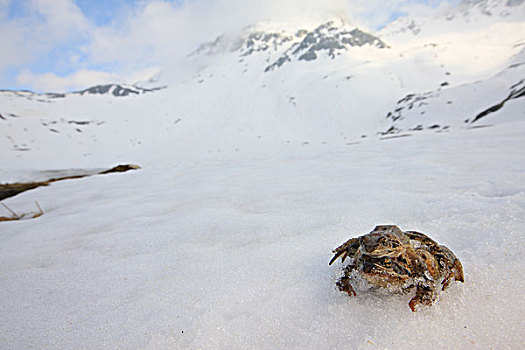 蛙,中国林蛙,一对,交配,2000年,阿尔卑斯山,法国