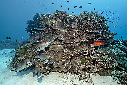 成群,甜唇鱼,珊瑚,礁石,石斑鱼,青星九刺鮨,大堡礁,昆士兰,太平洋,澳大利亚,大洋洲