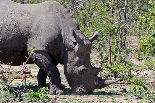 白犀牛,放牧,克鲁格国家公园,南非,非洲