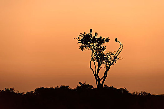 剪影,树,秃鹰,日落,马赛马拉国家保护区,肯尼亚,非洲
